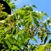 소태나무(Picrasma quassioides (D.Don) Benn.) : 봄까치꽃