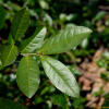 차나무(Camellia sinensis L.) : 무심거사