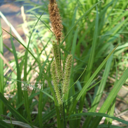 산비늘사초(Carex heterolepis Bunge) : 꽃마리
