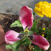튜울립(Tulipa gesneriana L.) : 현촌