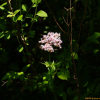 설령쥐오줌풀(Valeriana amurensis P.A.Smirn. ex Kom.) : 통통배