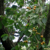 개살구나무(Prunus mandshurica (Maxim.) Koehne) : 꽃사랑