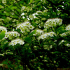 아구장나무(Spiraea chartacea Nakai) : 晴嵐
