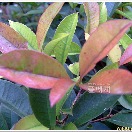 홍가시나무(Photinia glabra (Thunb.) Maxim.) : 능선따라