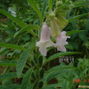 참깨(Sesamum indicum L.) : 河志