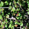 좀갈매나무(Rhamnus taquetii (H.Lev.) H.Lev.) : 벼루