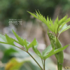 왜당귀(Angelica acutiloba (Siebold & Zucc.) Kitag.) : 고들빼기