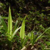대사초(Carex siderosticta Hance) : Hanultari
