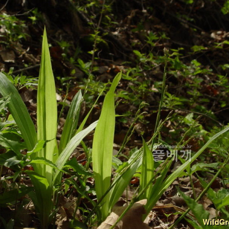 대사초(Carex siderosticta Hance) : 통통배