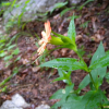 동자꽃(Lychnis cognata Maxim.) : 무심거사