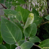 털독말풀(Datura meteloides Dunal) : 꽃사랑