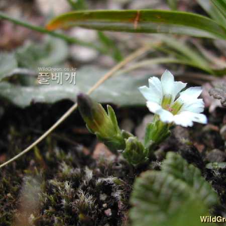 고산구슬붕이(Gentiana wootchuliana W.K.Paik) : 벼루