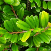 우묵사스레피(Eurya emarginata (Thunb.) Makino) : 통통배