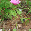 당아욱(Malva sylvestris var. mauritiana Boiss.) : 꽃마리