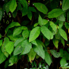 천선과나무(Ficus erecta Thunb.) : 박용석