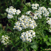 톱풀(Achillea alpina L.) : 현촌