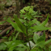 세잎꿩의비름(Hylotelephium verticillatum (L.) H.Ohba) : 둥근바위솔
