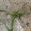 통보리사초(Carex kobomugi Ohwi) : 무심거사