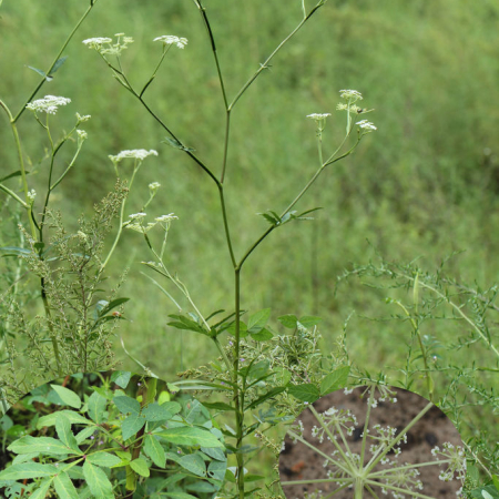 흰바디나물(Angelica cartilaginomarginata (Makino ex Y.Yabe) Nakai var. distans (Nakai) Kitag.) : 무심거사