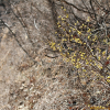 생강나무(Lindera obtusiloba Blume) : 노루발