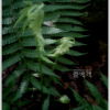 관중(Dryopteris crassirhizoma Nakai) : 별꽃