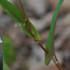 미꾸리낚시(Persicaria sagittata (L.) H.Gross ex Nakai) : 무심거사