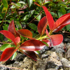 홍가시나무(Photinia glabra (Thunb.) Maxim.) : 무심거사