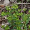 참대극(Euphorbia lucorum Rupr.) : 산들꽃