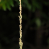 쥐꼬리새풀(Sporobolus fertilis (Steud.) Clayton) : 추풍