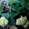 새끼꿩의비름(Hylotelephium viviparum (Maxim.) H.Ohba) : 통통배