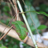 남오미자(Kadsura japonica (L.) Dunal) : 무심거사