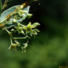 솜아마존(Cynanchum amplexicaule (Siebold & Zucc.) Hemsl.) : 오솔