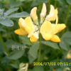 서양벌노랑이(Lotus corniculatus L.) : 현촌