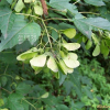 신나무(Acer tataricum subsp. ginnala (Maxim.) Wesm.) : 무심거사