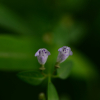 애기골무꽃(Scutellaria dependens Maxim.) : 산들꽃