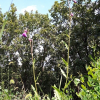 도깨비엉겅퀴(Cirsium schantarense Trautv. & C.A.Mey.) : kplant1