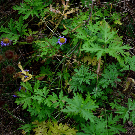 산흰쑥(Artemisia sieversiana Ehrh. ex Willd.) : 설뫼*