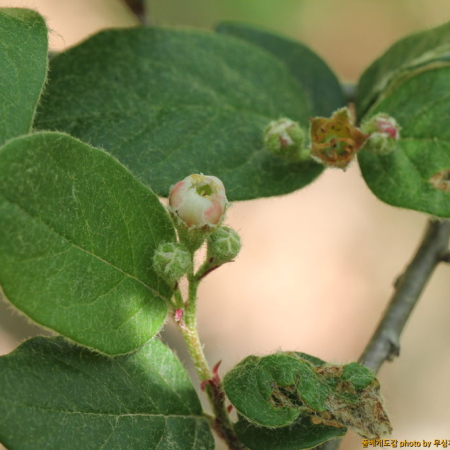 둥근잎개야광(Cotoneaster integerrimus Medik.) : 무심거사