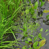 질경이택사(Alisma plantago-aquatica L. subsp. orientale (Sam.) Sam.) : 벼루