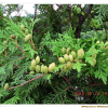서양측백나무(Thuja occidentalis L.) : 산들꽃