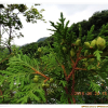 서양측백나무(Thuja occidentalis L.) : 산들꽃