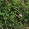 섬쥐손이(Geranium shikokianum Matsum. var. quelpaertense Nakai) : 통통배