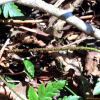 바위족제비고사리(Dryopteris saxifraga H.Ito) : 무심거사