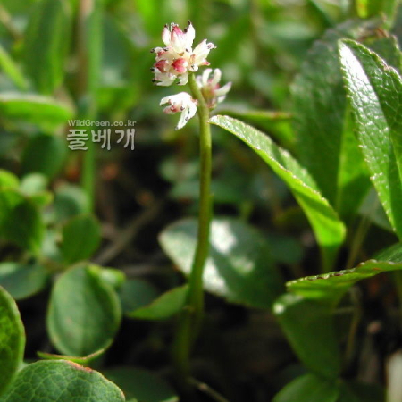 숙은꽃장포(Tofieldia coccinea Rich.) : 벼루