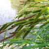 산비늘사초(Carex heterolepis Bunge) : 설뫼