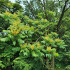 가중나무(Ailanthus altissima (Mill.) Swingle) : 카르마