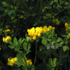 서양벌노랑이(Lotus corniculatus L.) : 塞翁之馬