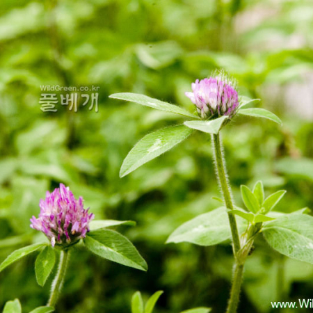 붉은토끼풀(Trifolium pratense L.) : 카르마