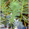물수세미(Myriophyllum verticillatum L.) : 능선따라