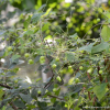 새박(Melothria japonica Maxim.) : 晴嵐